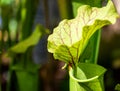 Young pitcher plant, scientific name Nepenthes, with dark red leaf veins, photographed as a macro at close range, botanical