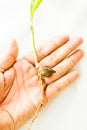 Young plam tree on hand Royalty Free Stock Photo