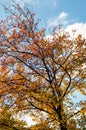 Young plane tree in the fall
