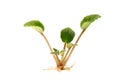 Young plant Royalty Free Stock Photo