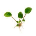Young plant Royalty Free Stock Photo