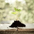 Young plant against natural background Royalty Free Stock Photo