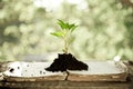 Young plant against natural background