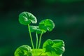 Young plant on blur green nature background. Concept eco earth day. Pelargonium growing in sunshine Royalty Free Stock Photo