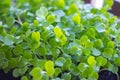 Young plant in box on the balcony. Young basil in greenhouse. Micro greens close up. Basil leevas in container. Organic food. Royalty Free Stock Photo