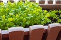 Young plant in box on the balcony. Young basil in greenhouse. Micro greens close up. Basil leevas in container. Organic food. Royalty Free Stock Photo