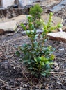 Young plant of boxwood bush Royalty Free Stock Photo