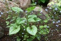 Young plant of a brunnera Jack Frost.