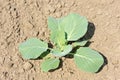 Young plant of cabbage