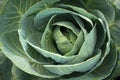 Young plant of cabbage, with small leaves surrounding the central rosette