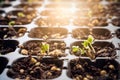 Young plant Chinese kale in Seedling tray on falling rain day.