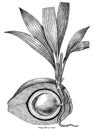 Young plant of coconut botanical vintage illustration clip art i
