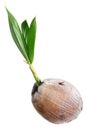 Young plant of coconut tree isolated Royalty Free Stock Photo