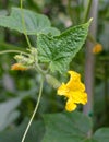 Young plant cucumber with big yellow flower on the background of leaves in the garden Royalty Free Stock Photo