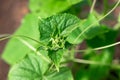 Young plant cucumber with bright green leaves in a greenhouse in the village. Hot sunny summer day. Selective focus Royalty Free Stock Photo