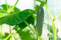 Young plant cucumber with bright green leaves in a greenhouse in the village. Hot sunny summer day. Selective focus Royalty Free Stock Photo