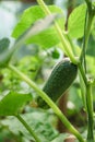 Young plant cucumber with yellow flowers. Green cucumber .GMO Genetically modified food Royalty Free Stock Photo