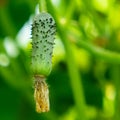 Young plant cucumber with yellow flowers Royalty Free Stock Photo