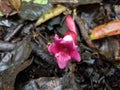 Flower on the ground in tropicl rain forest Royalty Free Stock Photo