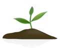 Young plant in dark soil Royalty Free Stock Photo