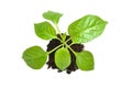 Young plant in dark soil isolated Royalty Free Stock Photo