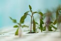 Young plant engraftment in Greenhouse. graft concretion. Royalty Free Stock Photo