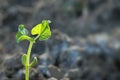 Young plant on field