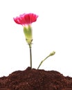 Young plant with flower in ground isolated Royalty Free Stock Photo