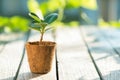 Young plant in flower pot Royalty Free Stock Photo