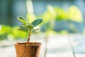 Young plant in flower pot Royalty Free Stock Photo