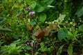 Young plant with flowers of dolichos lablab hyacinth bean in the garden