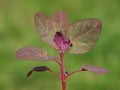 Young plant of garden orache or mountain spinach, Atriplex hortensis Royalty Free Stock Photo