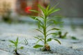 young plant in the garden Royalty Free Stock Photo