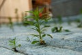 young plant in the garden Royalty Free Stock Photo