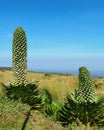 Young plant giant lobelia & x28;Lobelia deckenii& x29; in the high altitude moorland zone of Mount Kenya