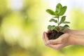 Young plant in girl hand over blurred natural green background Royalty Free Stock Photo