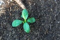 Young plant glowing from the soil