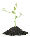 Young plant of green peas growing out from black soil pile, white background Royalty Free Stock Photo