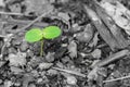 Young plant on grey background, concept new life