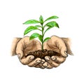 Young plant with ground in hands Royalty Free Stock Photo