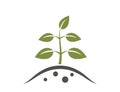 Young plant on ground icon. gardening, planting and growing symbol