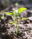 Young plant in the ground pepper . Royalty Free Stock Photo