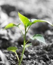 Young plant in the ground pepper Royalty Free Stock Photo