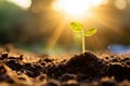 A young plant in the ground in the rays of the sun. Nature, plant sustainability, ecology.