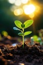 A young plant in the ground in the rays of the sun. Nature, plant sustainability, ecology.