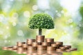 Young plant grow and coins stack. Royalty Free Stock Photo