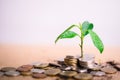 Young plant grow and coins stack. Royalty Free Stock Photo