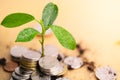 Young plant grow and coins stack. Royalty Free Stock Photo