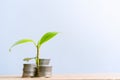 Young plant grow and coins stack. Royalty Free Stock Photo