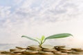 Young plant grow and coins stack. Royalty Free Stock Photo